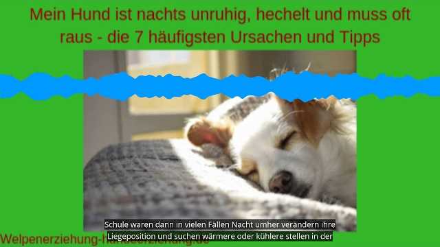 Langeweile kann dazu führen, dass Ihr Hund nachts herumwandert