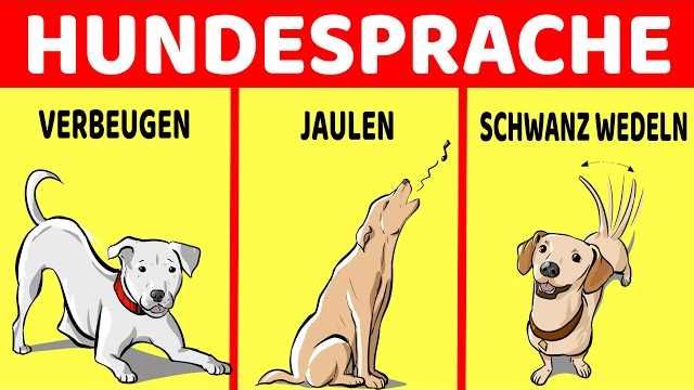 Warum wedeln Hunde mit dem Schwanz?