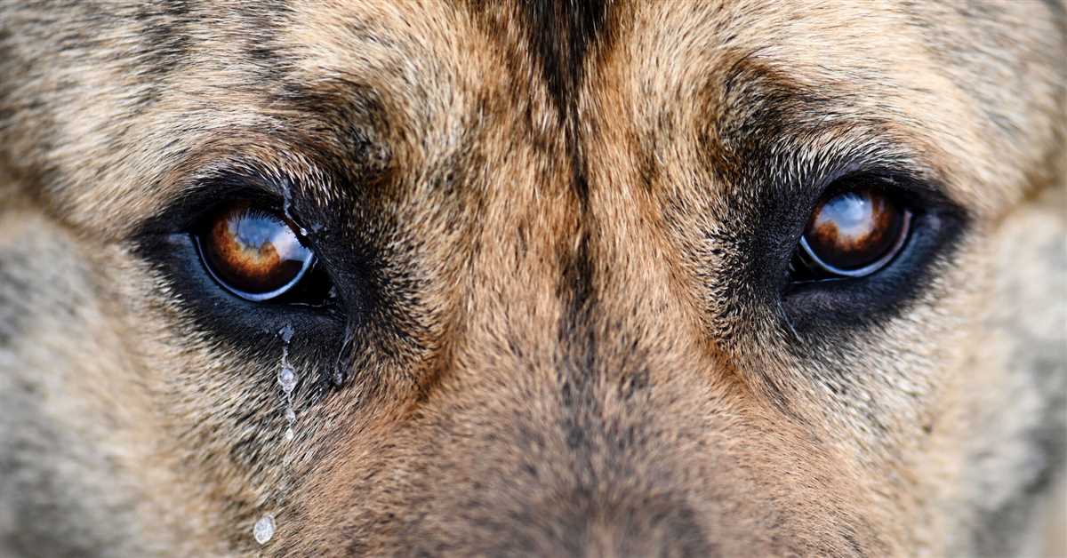 Emotionale Ursachen für Tränen bei Hunden