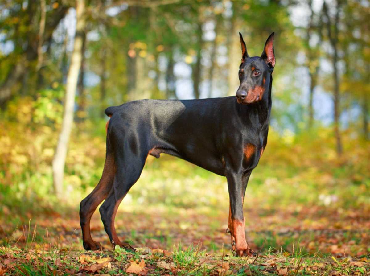 Züchtung von Hunden mit natürlichen Schwänzen und Ohren