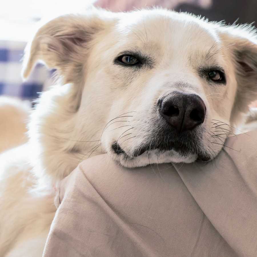 Alterserwartung bei Hunden