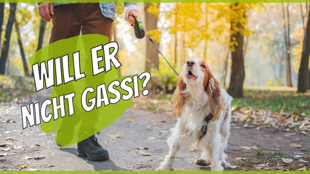 Warum will mein Hund nicht Gassi gehen? Mögliche Gründe und Lösungen