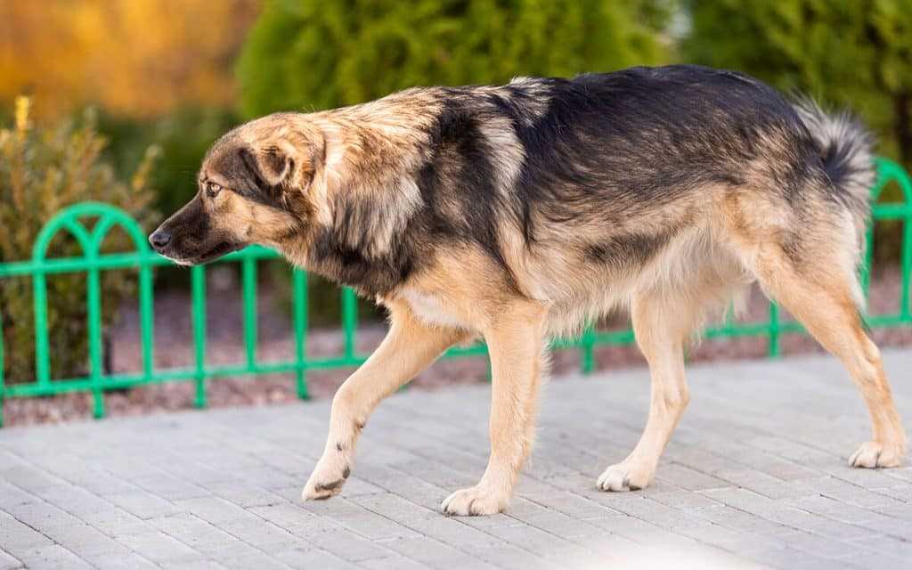 Krankheit oder Unbehagen