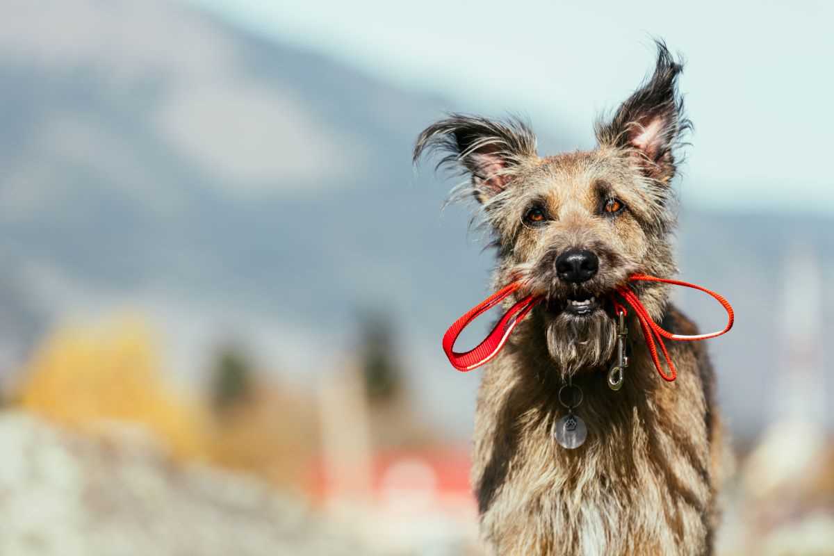 Warum winselt mein Hund? 5 mögliche Gründe und wie man damit umgeht