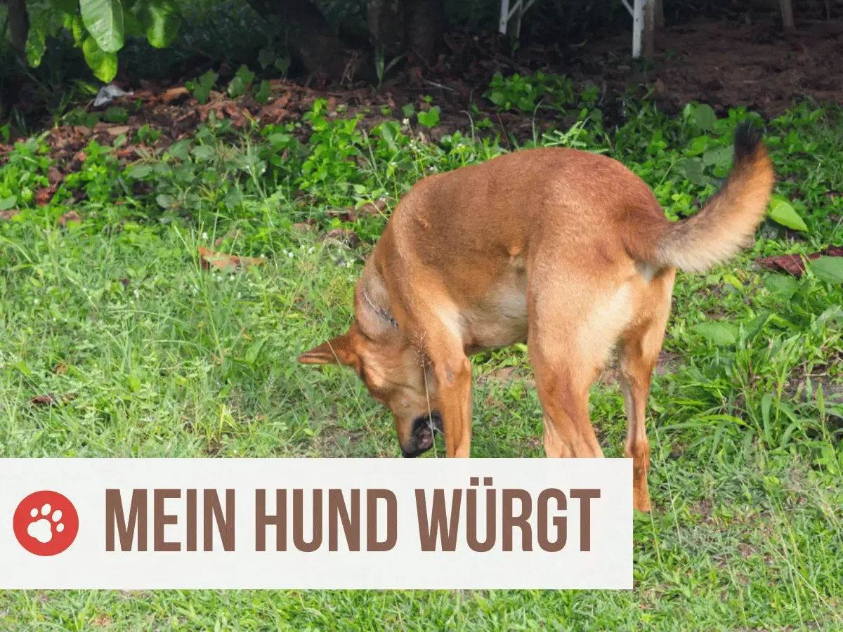 Warum würgt mein Hund? 7 mögliche Gründe und Lösungen