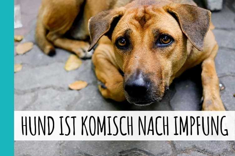 Ratschläge für besorgte Hundebesitzer