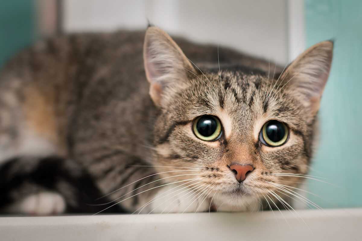 Behandlung von Angst und Stress bei Katzen