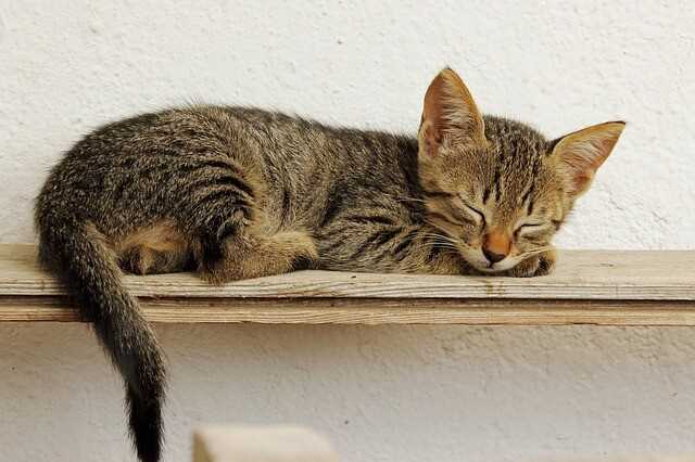 Schlafphasen bei Katzen