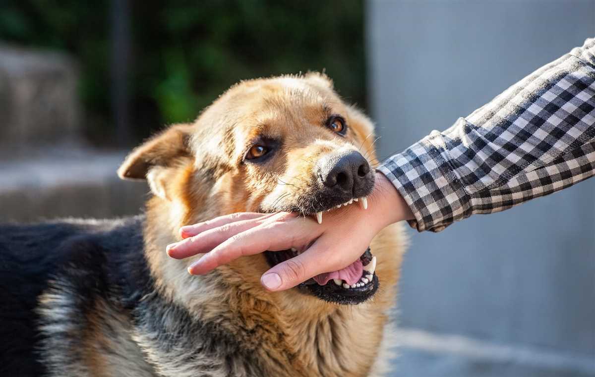 Warum zwicken Hunde? Die Gründe und Lösungen