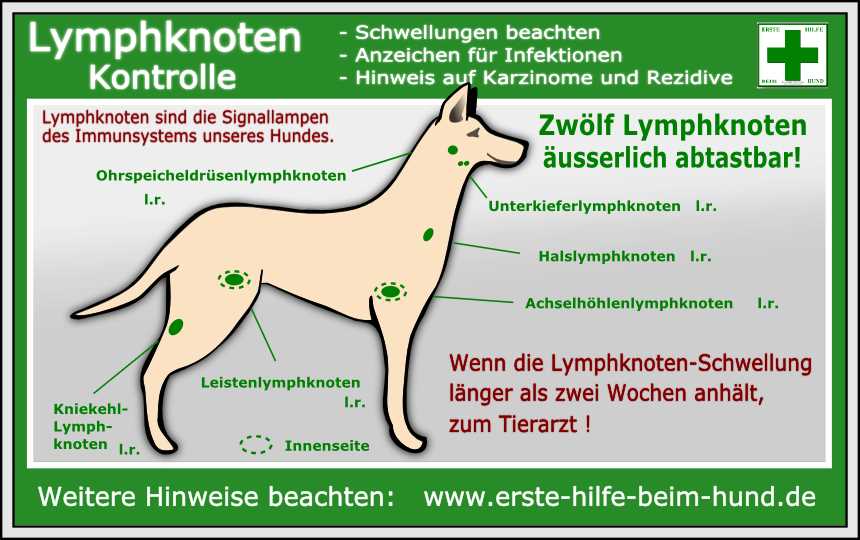 Beispiele für Autoimmunerkrankungen