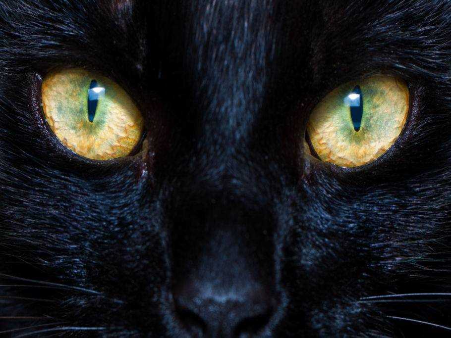 Einflussfaktoren auf die Pupillenerweiterung bei Katzen