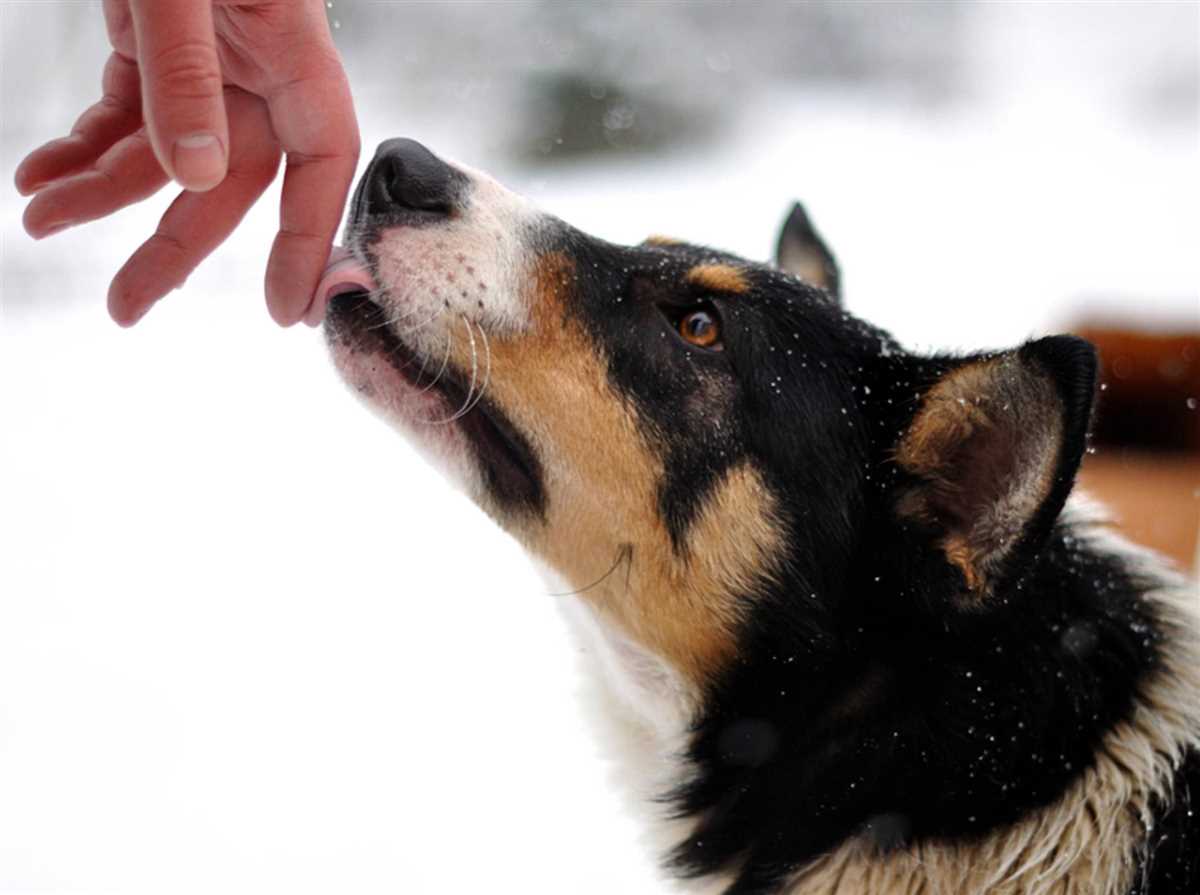 Warum Hunde Menschen abschlecken