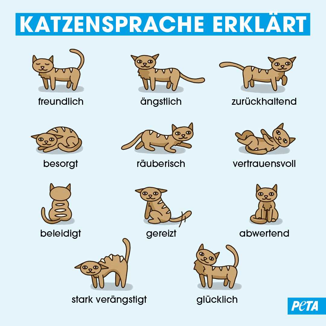 Was bedeutet es, wenn die Katze auf einem liegt? Alle wichtigen Informationen hier!