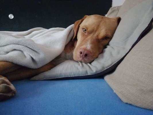 Wie man das Nuckeln bei einem Hund reduzieren kann