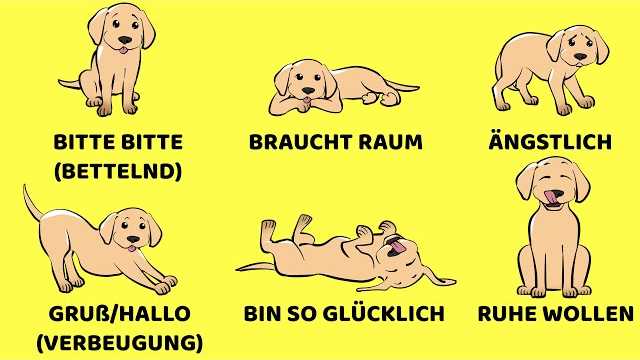 Erfahren Sie mehr über die Körpersprache der Hunde