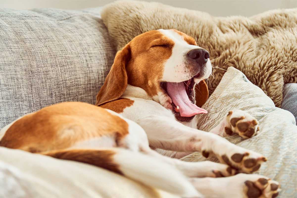 Körperliche Auswirkungen des Gähnens bei Hunden