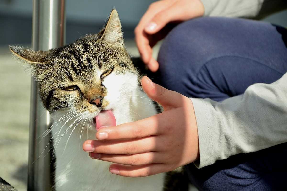 Das Lecken als Zeichen von Zuneigung bei Katzen