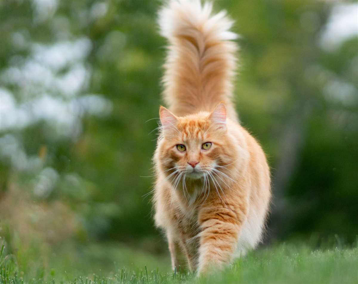 2. Beobachten Sie die Körpersprache Ihrer Katze