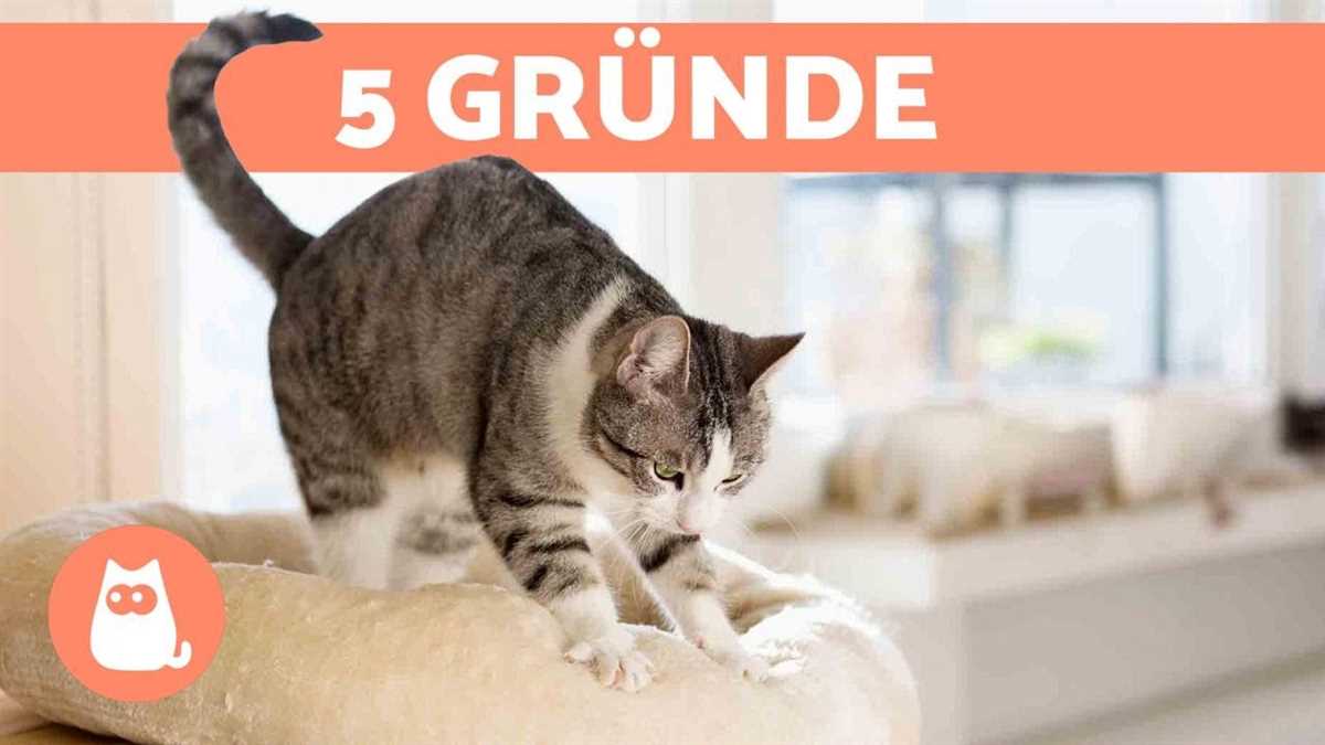 Was bedeutet es, wenn Katzen mit den Pfoten kneten? – Das Katzenverhalten und seine Bedeutung