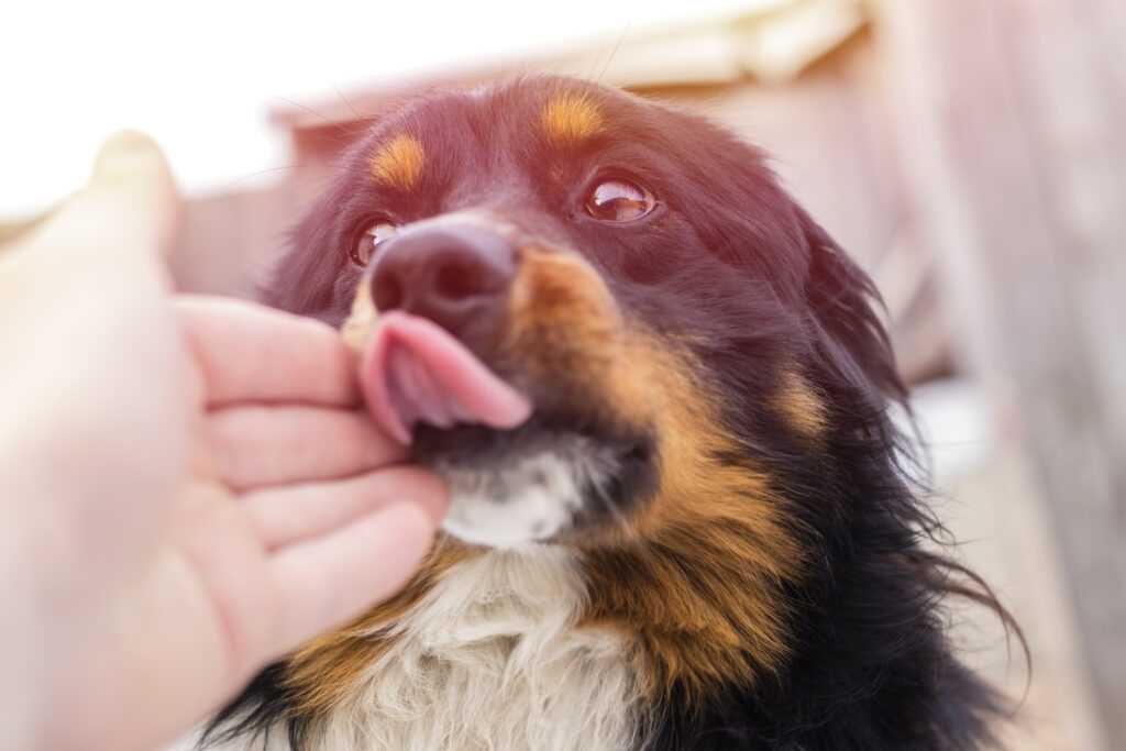 Hundelecken als Pflegeverhalten