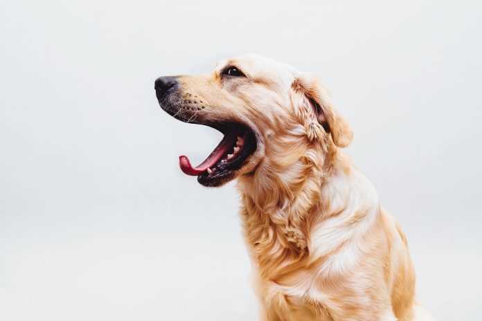 Was bedeutet Gähnen beim Hund? Erfahren Sie mehr über dieses Verhalten