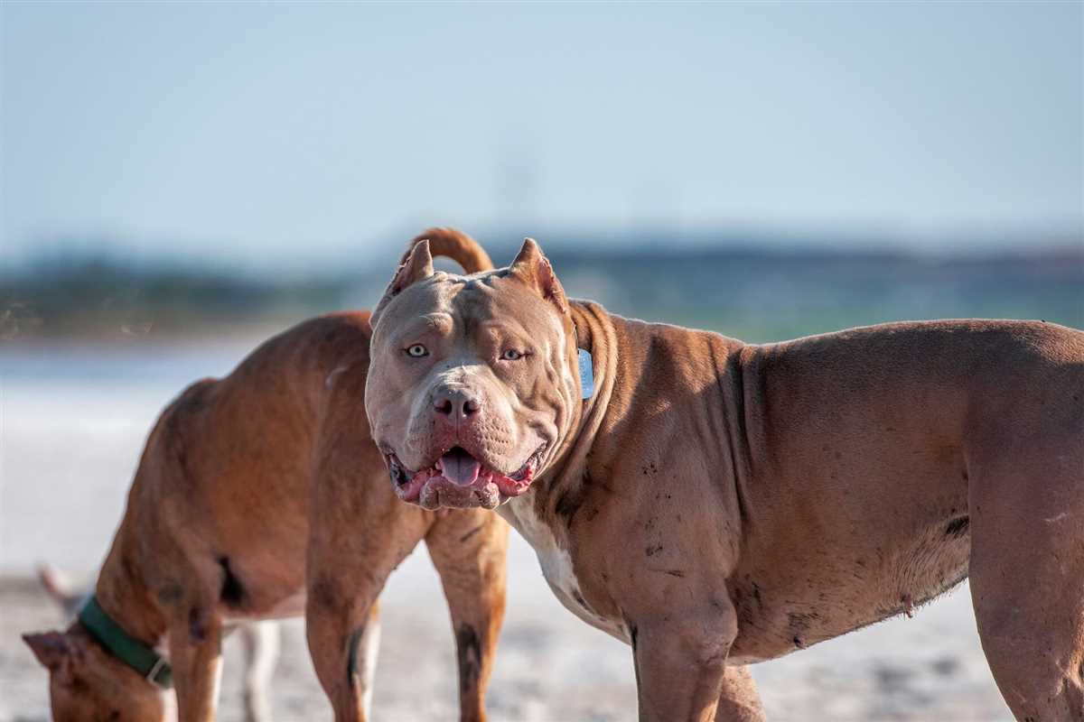 Ursprung und Entwicklung des Kupierens bei Hunden