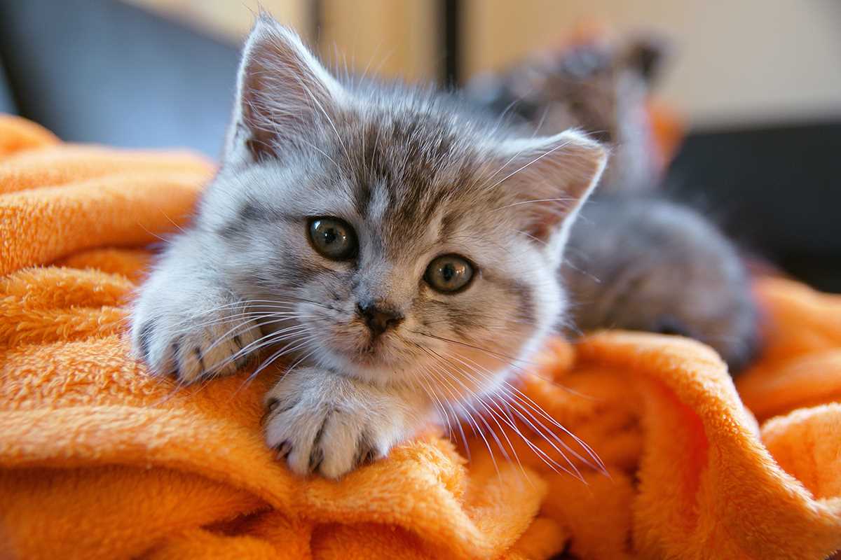 Der Milchtritt bei Katzenbabys und ausgewachsenen Katzen