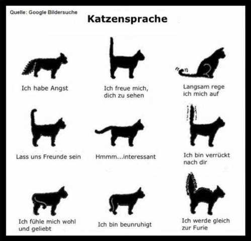 Was bedeutet Schwanzwedeln bei Katzen? – Alles, was Sie wissen müssen