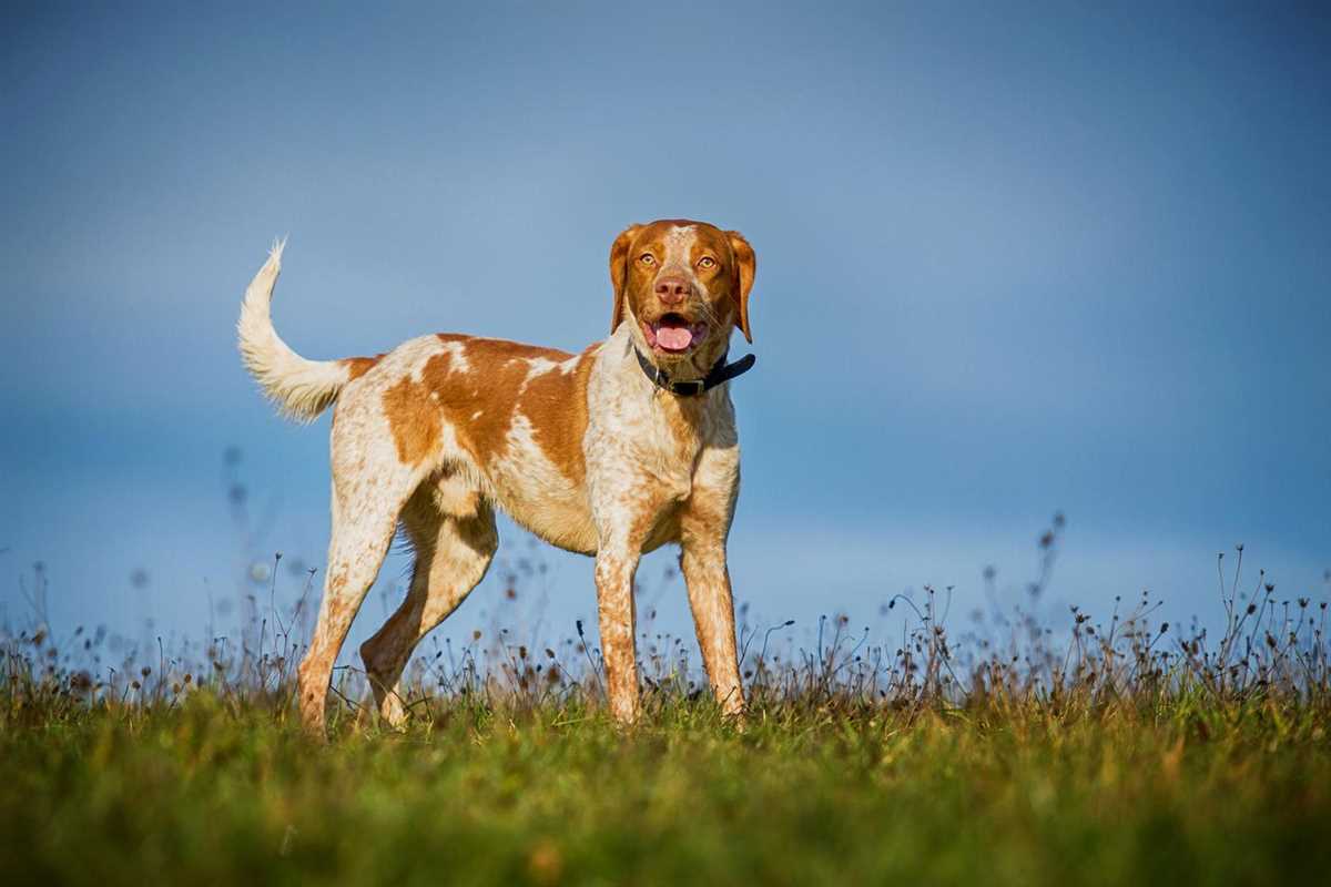 Die Kommunikation mit dem Hund