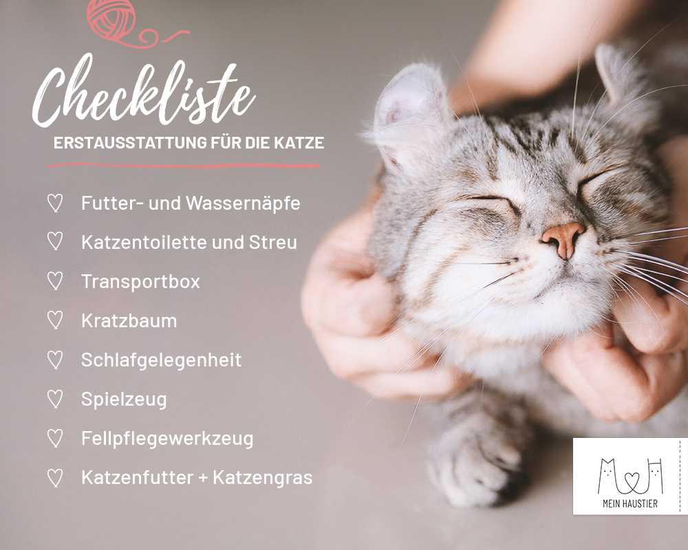 Was brauche ich für eine Katze: Die wichtigsten Dinge