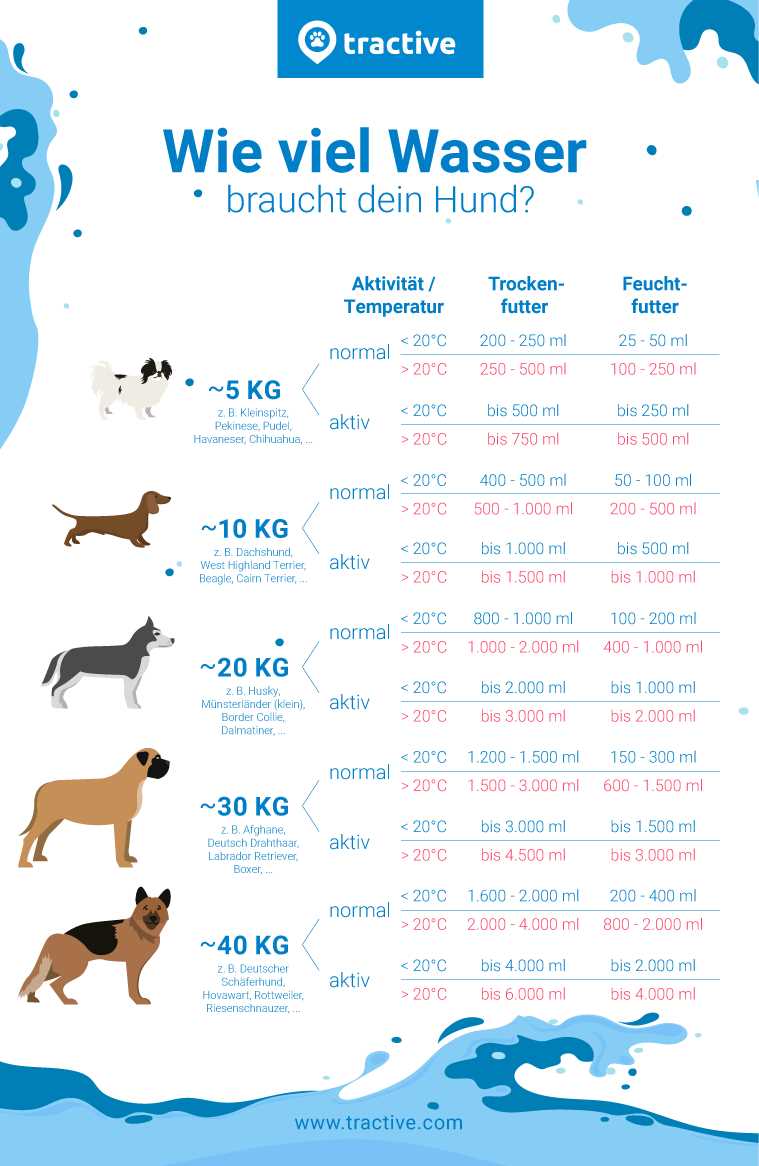 Die Bedeutung von Training und Beschäftigung für einen Hund