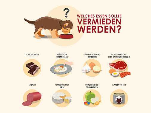 Was darf ein Hund essen und was nicht: Liste der geeigneten und ungeeigneten Lebensmittel für Hunde