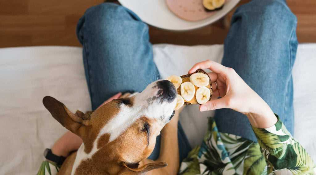 Was darf ein Hund mit Diabetes fressen: Tipps für die richtige Ernährung