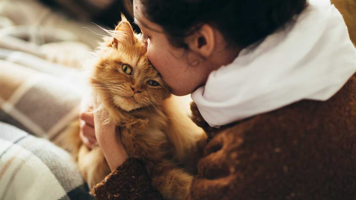 Was denken Katzen, wenn man sie küsst? Die Gedanken der Samtpfoten enthüllt