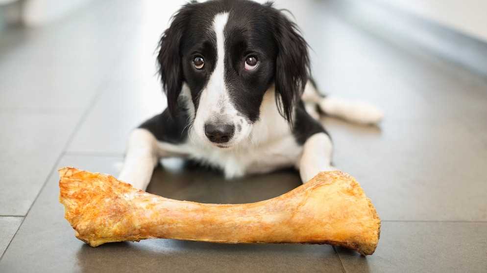 Tipps zur Ernährung Ihres Hundes