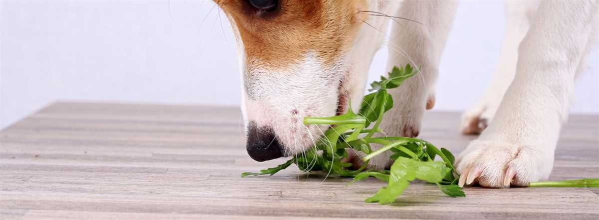 Geeignetes Futter für Hunde mit Niereninsuffizienz