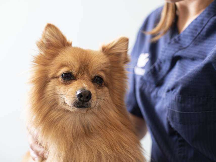 4. Überwachung und regelmäßige Tierarztbesuche