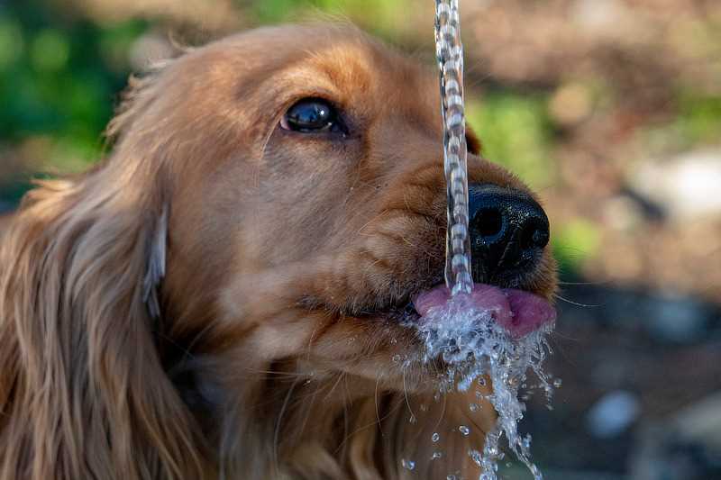 Alternative zum Wasser: Hundefrischfleisch