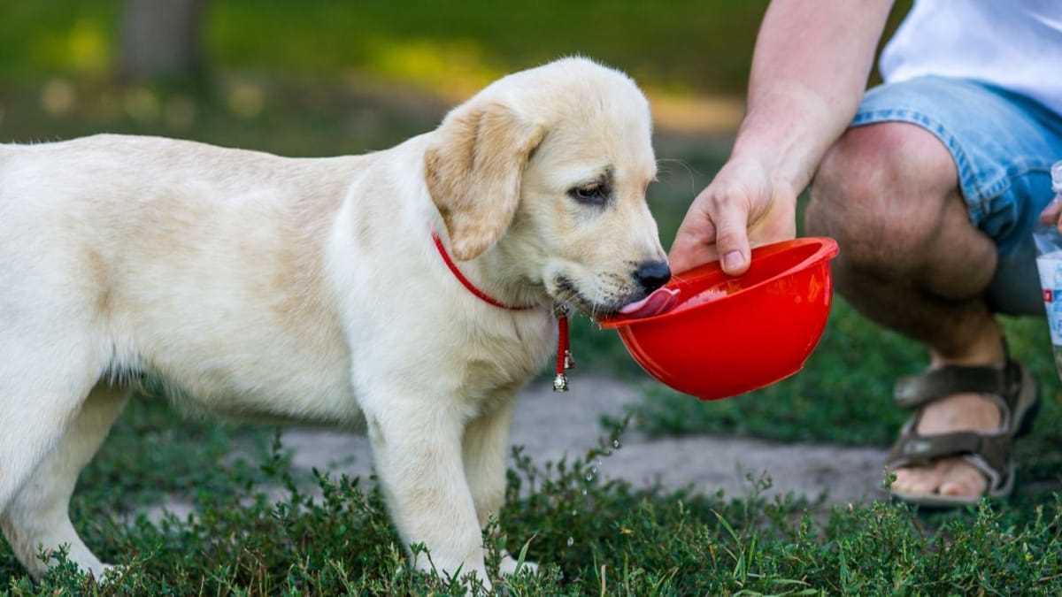 Kokoswasser als Durstlöscher für Hunde