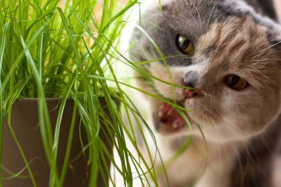 Hochwertiges Katzenfutter wählen