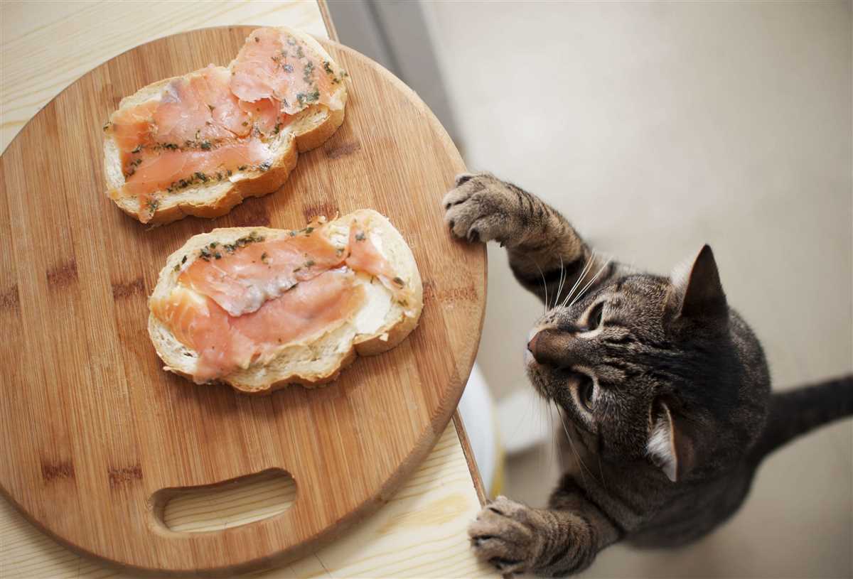 Was Katzen essen dürfen und was vermieden werden sollte