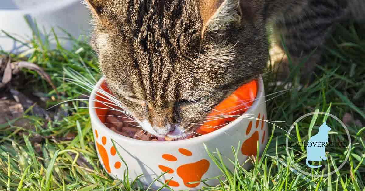 Gefahren für Katzen in der menschlichen Nahrung