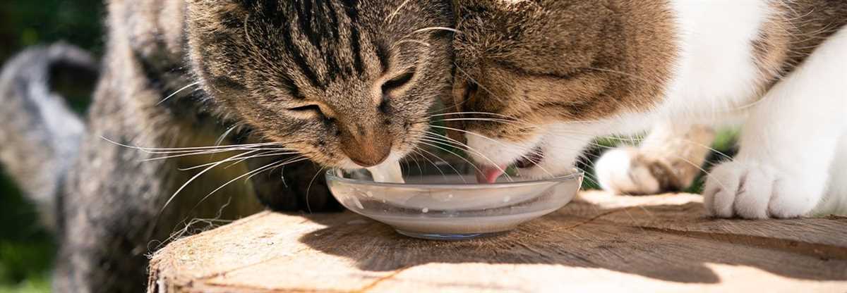 1. Übersicht über Flüssigkeitsbedarf von Katzen