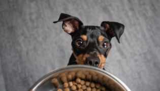 Beachtung der Ernährungsbedürfnisse Ihres Hundes