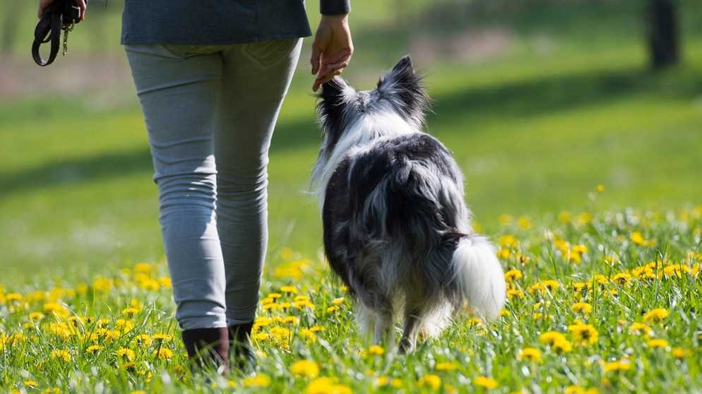 Lösungsansätze: Wie kann man dem Hund das Grasfressen abgewöhnen?