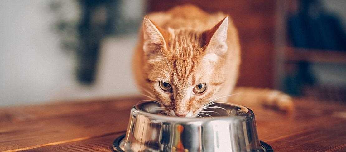 Gesundes Fleisch für Katzen