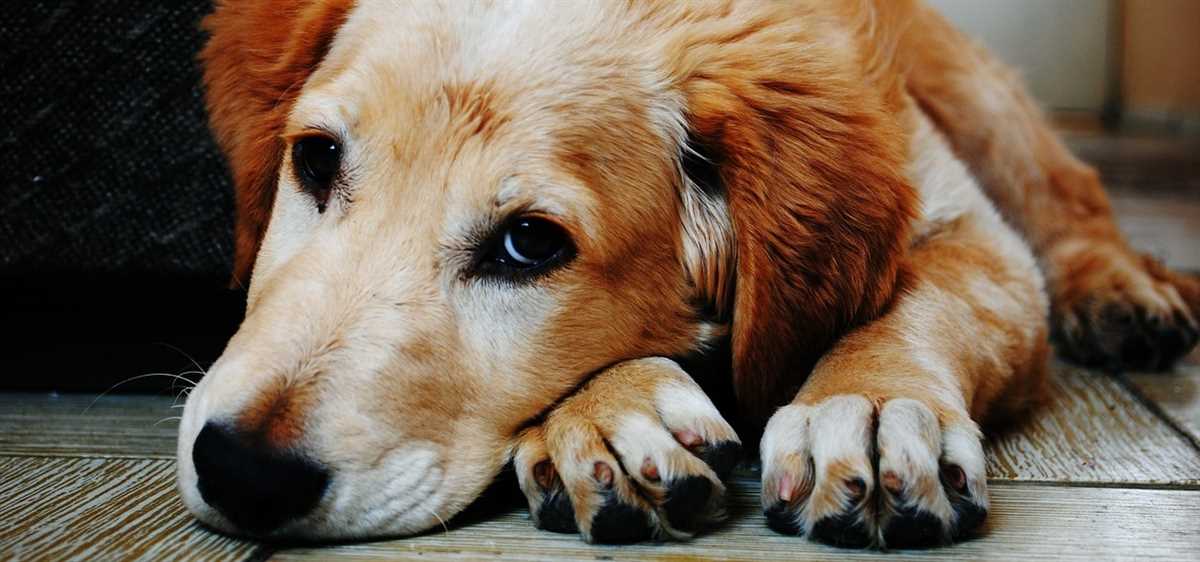 So kann man Hundeabgabe stressfreier gestalten