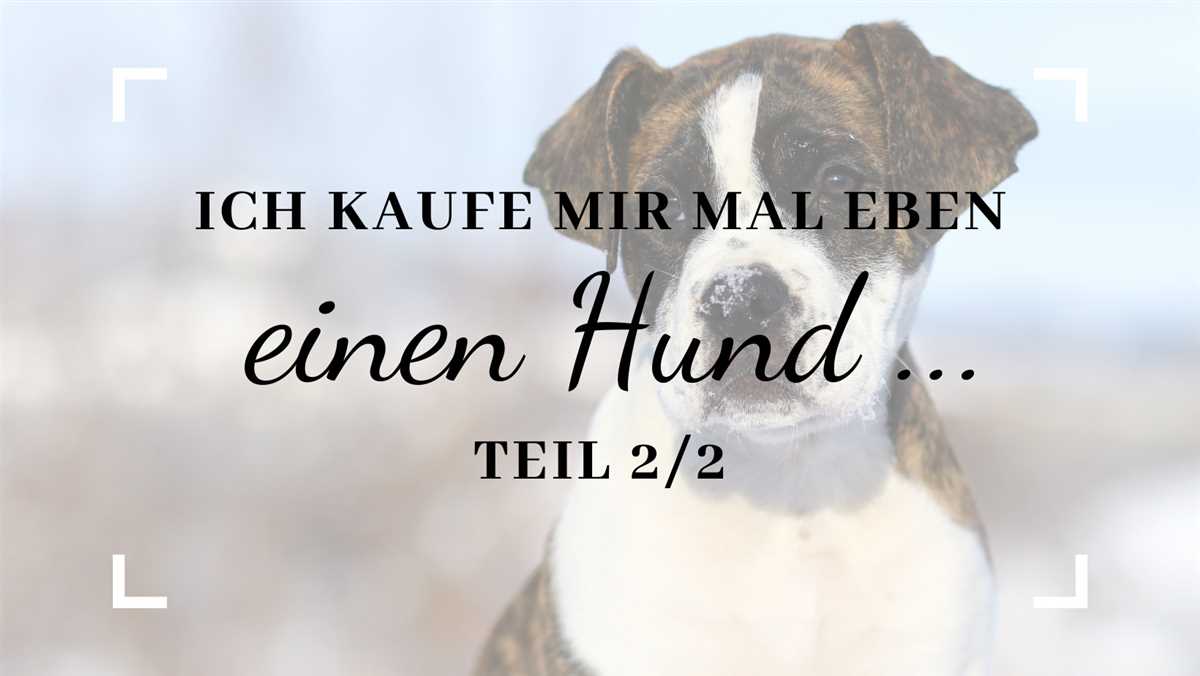 Was fühlen Hunde, wenn sie abgegeben werden? | Expertenrat und Tipps