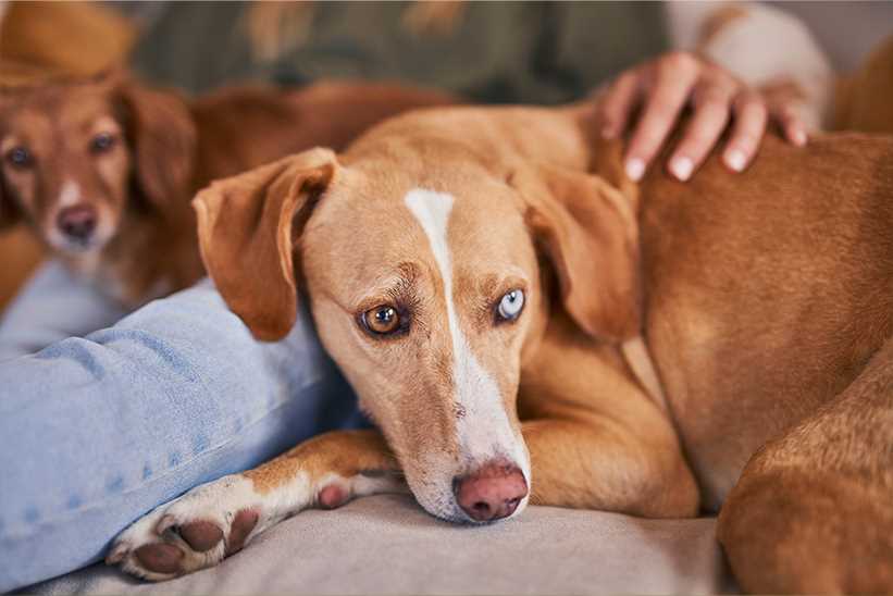 Was gibt man Hunden bei Durchfall? Tipps und Ratschläge