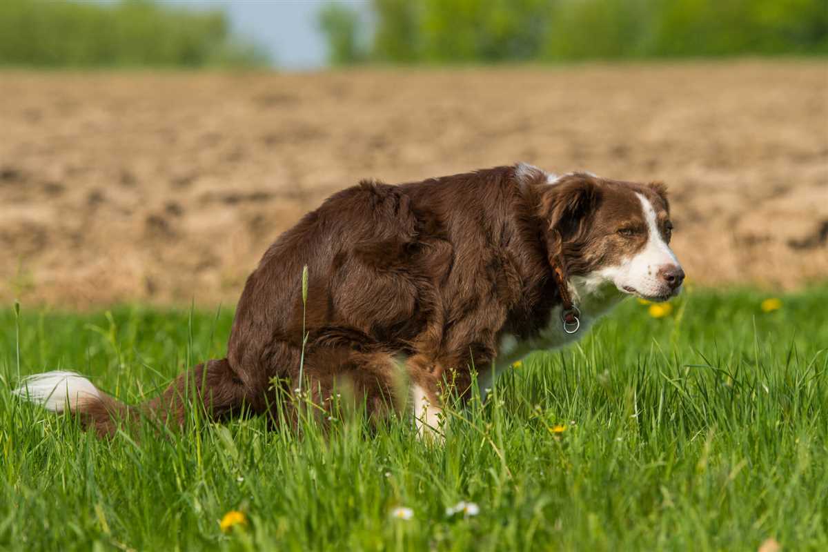 Wann zum Tierarzt?